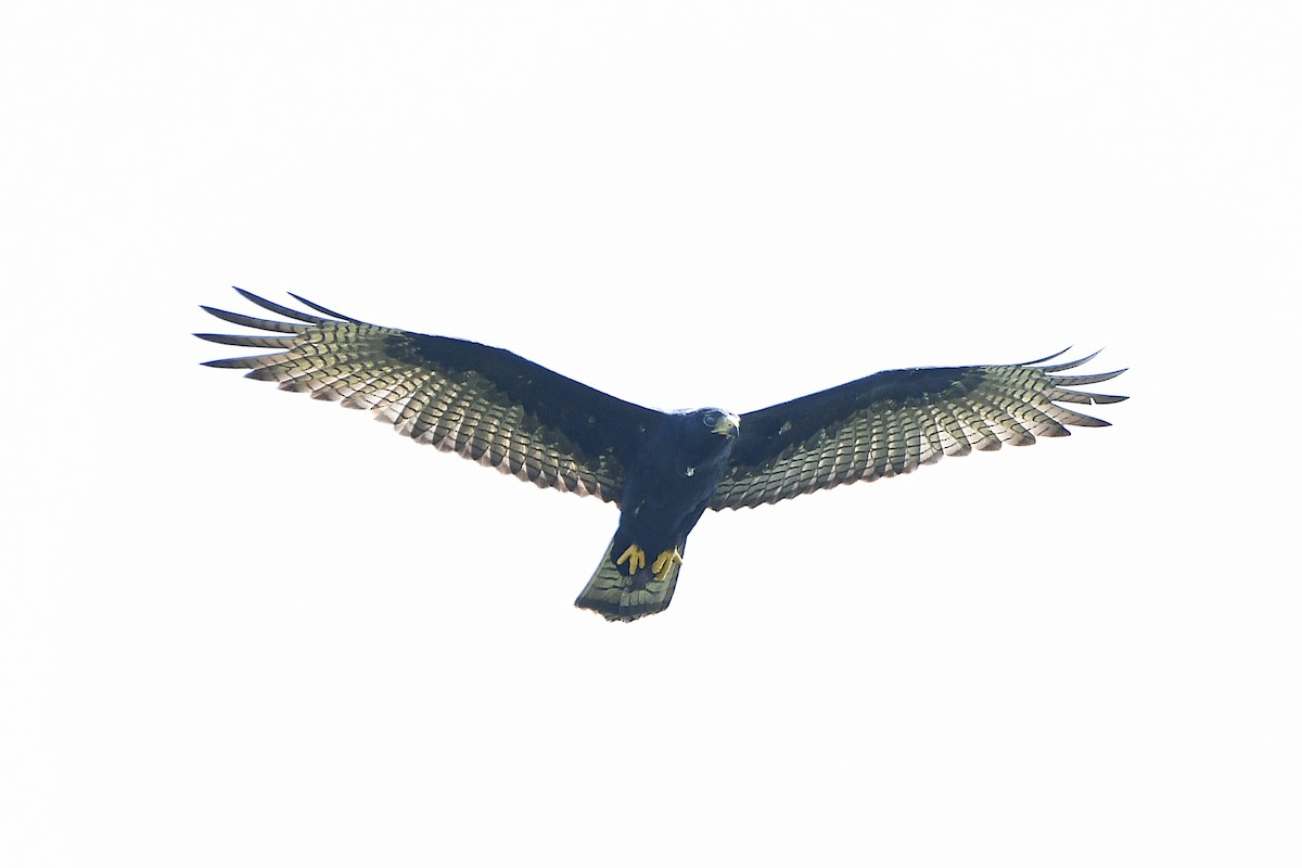 Zone-tailed Hawk - ML617596094