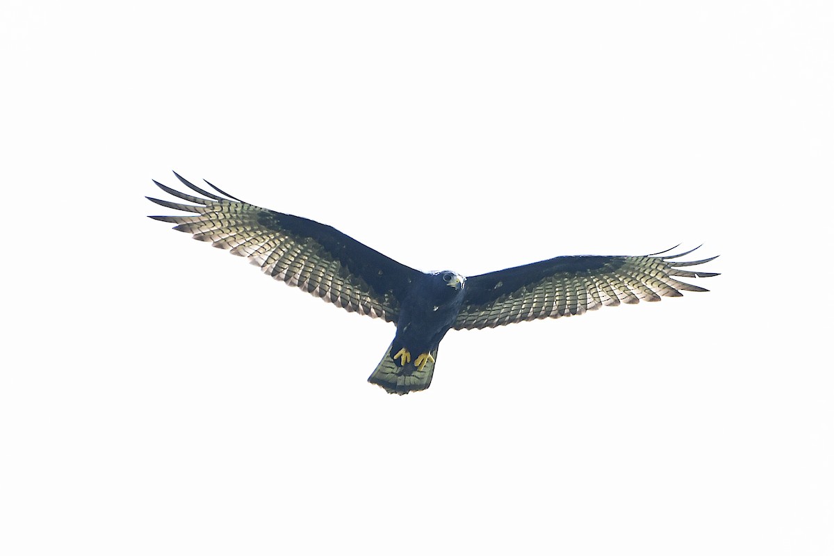Zone-tailed Hawk - ML617596098