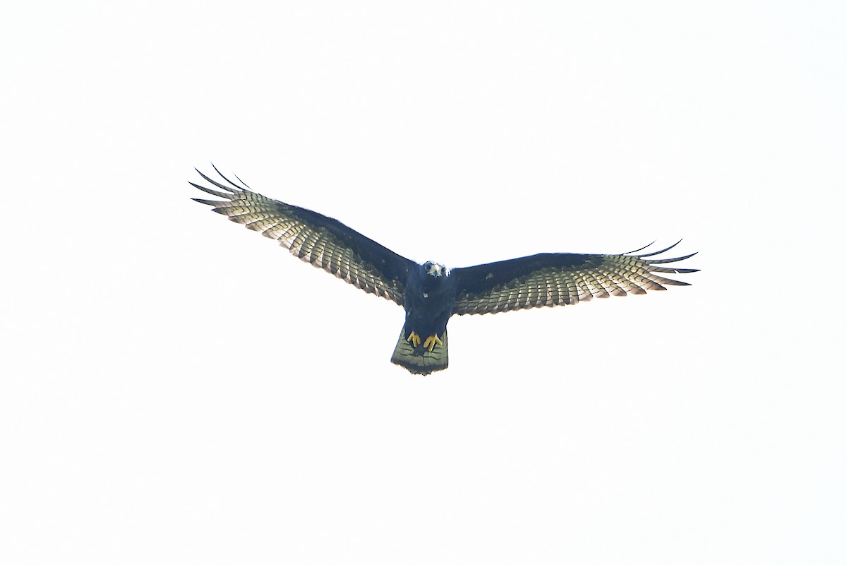 Zone-tailed Hawk - ML617596103
