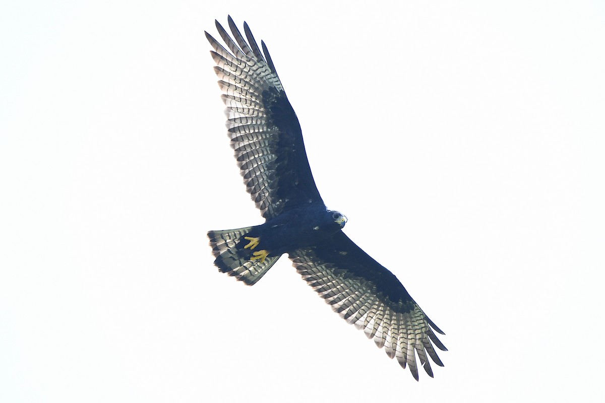 Zone-tailed Hawk - ML617596106