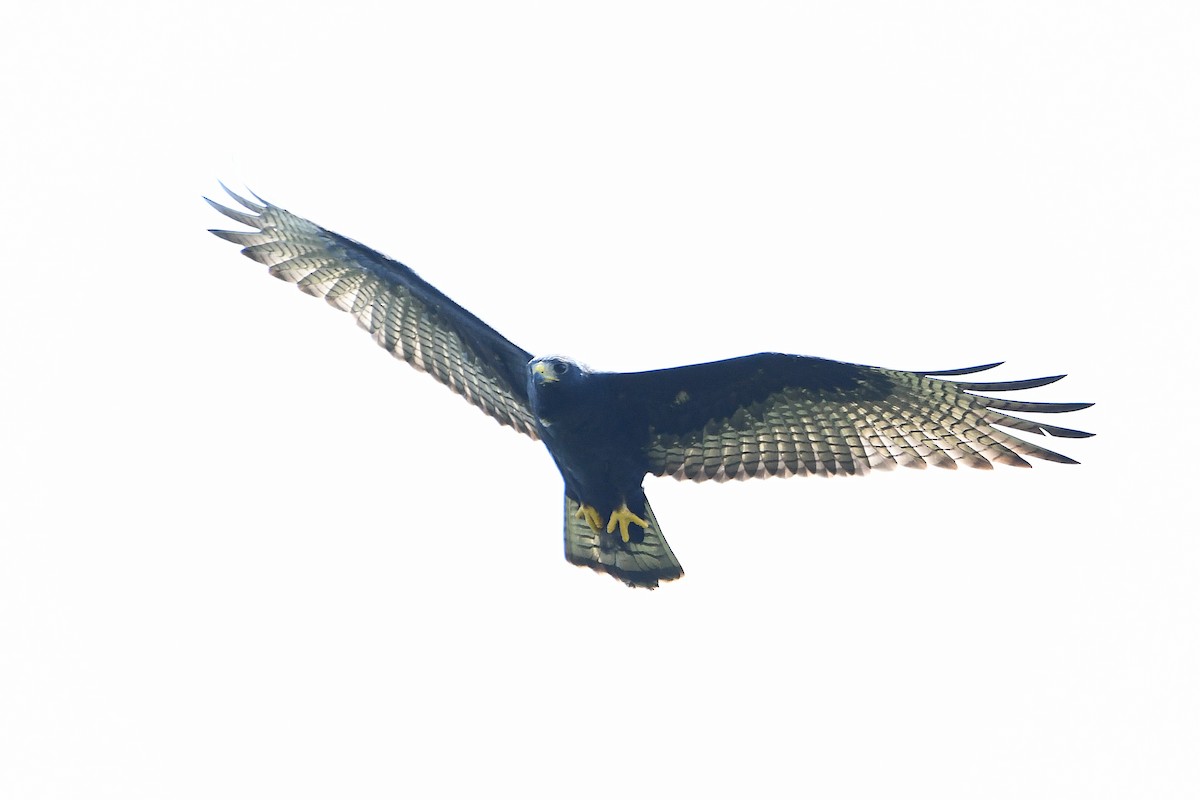 Zone-tailed Hawk - ML617596109