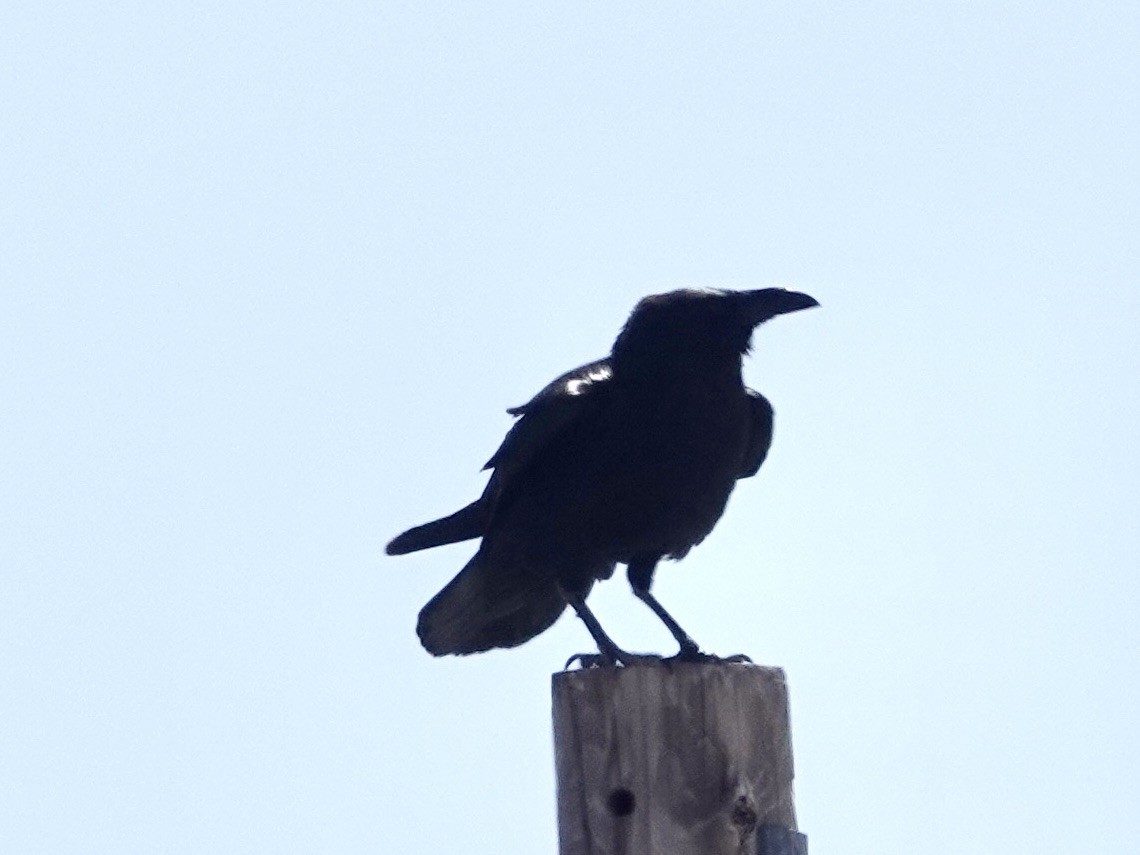 Chihuahuan Raven - ML617596111