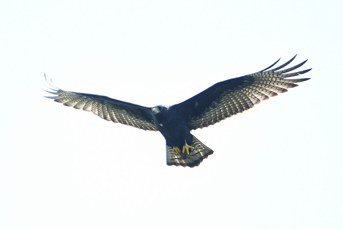 Zone-tailed Hawk - ML617596114