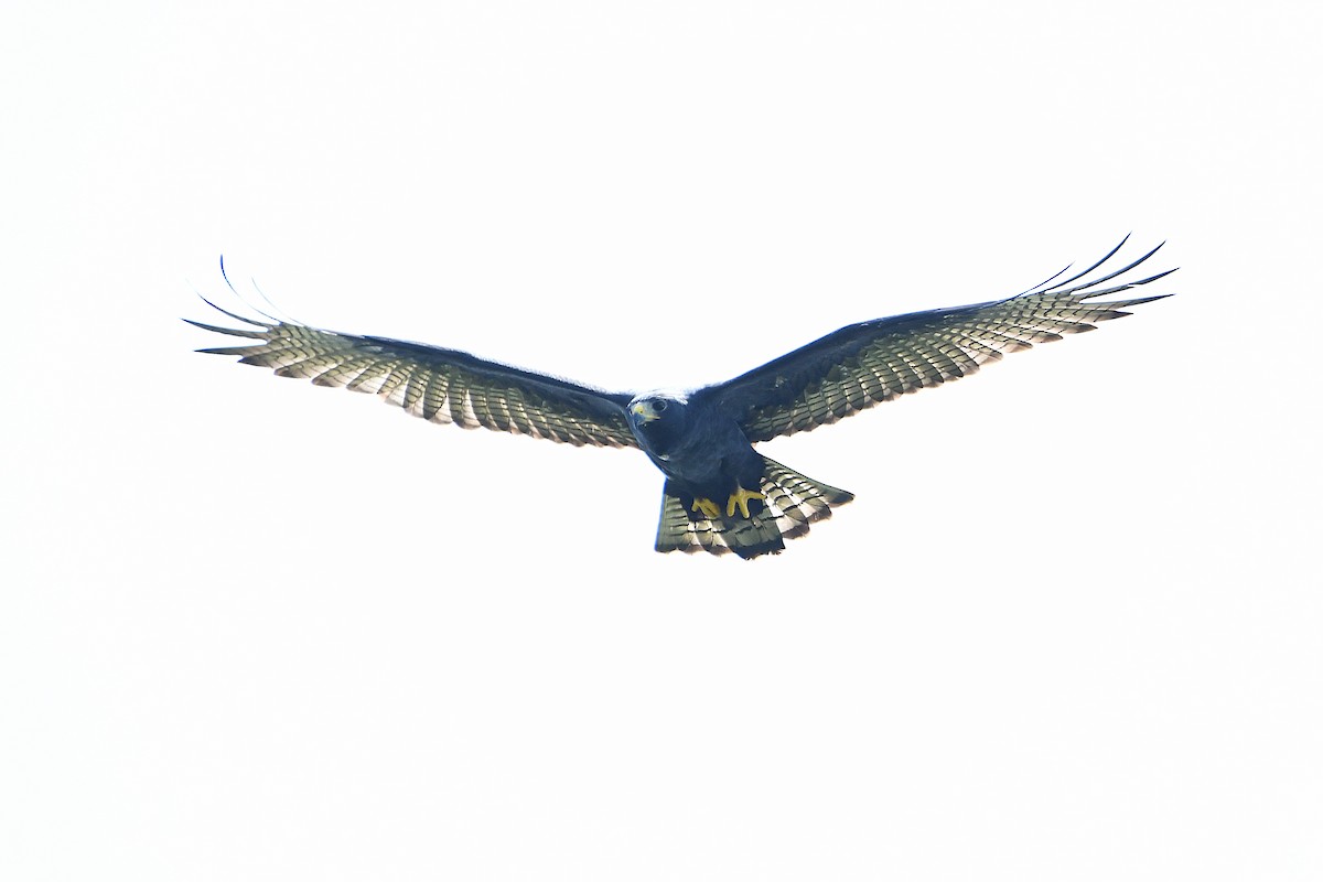 Zone-tailed Hawk - ML617596117