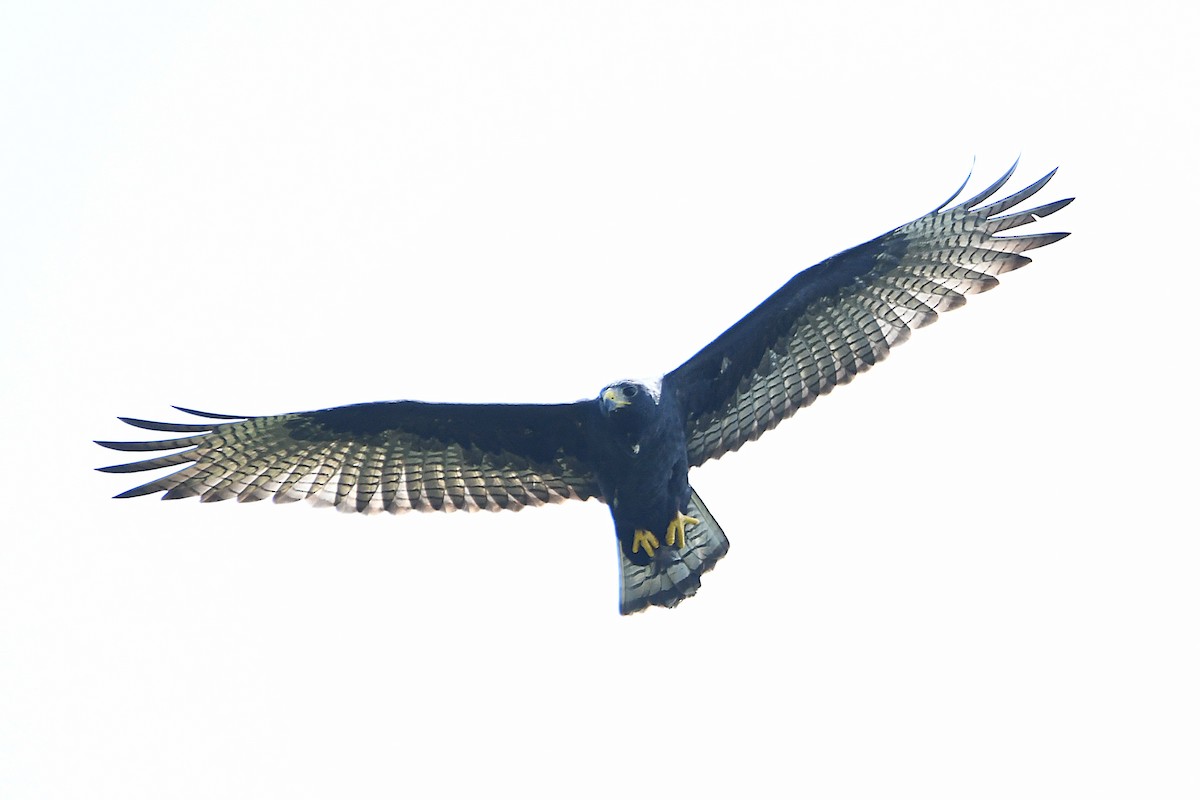 Zone-tailed Hawk - ML617596120
