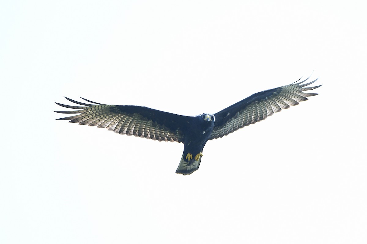 Zone-tailed Hawk - ML617596122