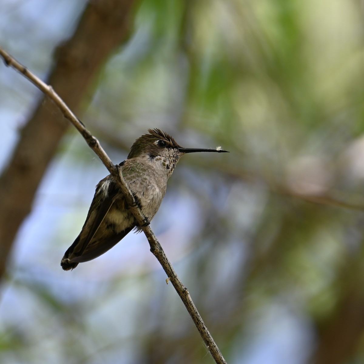 Black-chinned Hummingbird - ML617596129