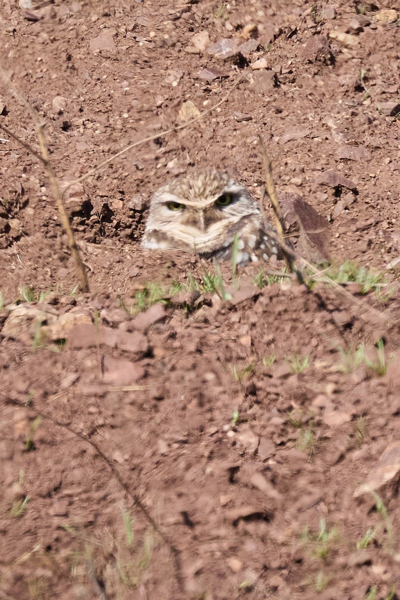 Burrowing Owl - ML617596130