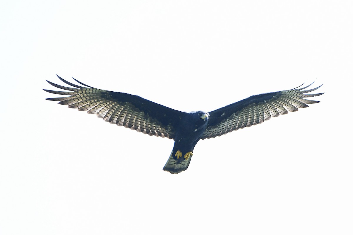 Zone-tailed Hawk - ML617596136