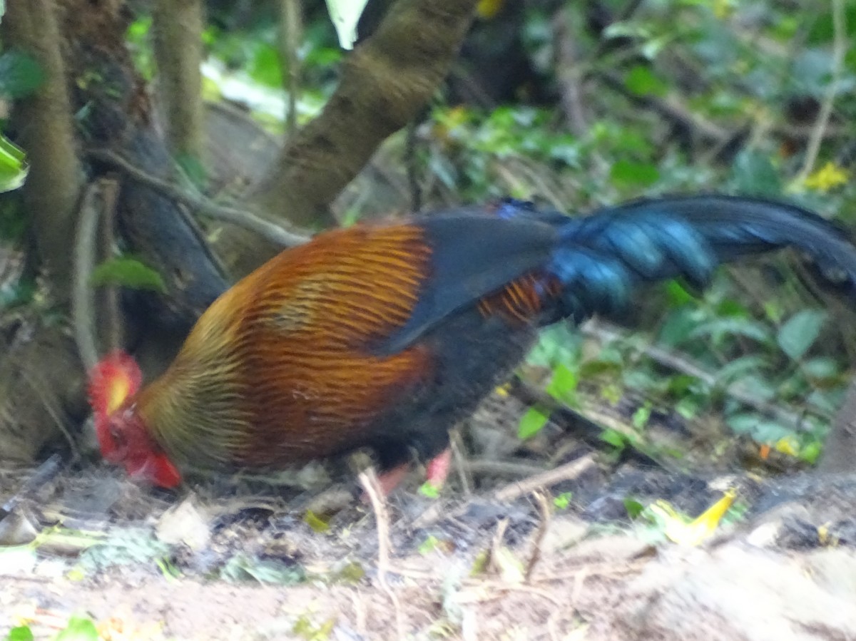 Sri Lanka Junglefowl - Sri Srikumar