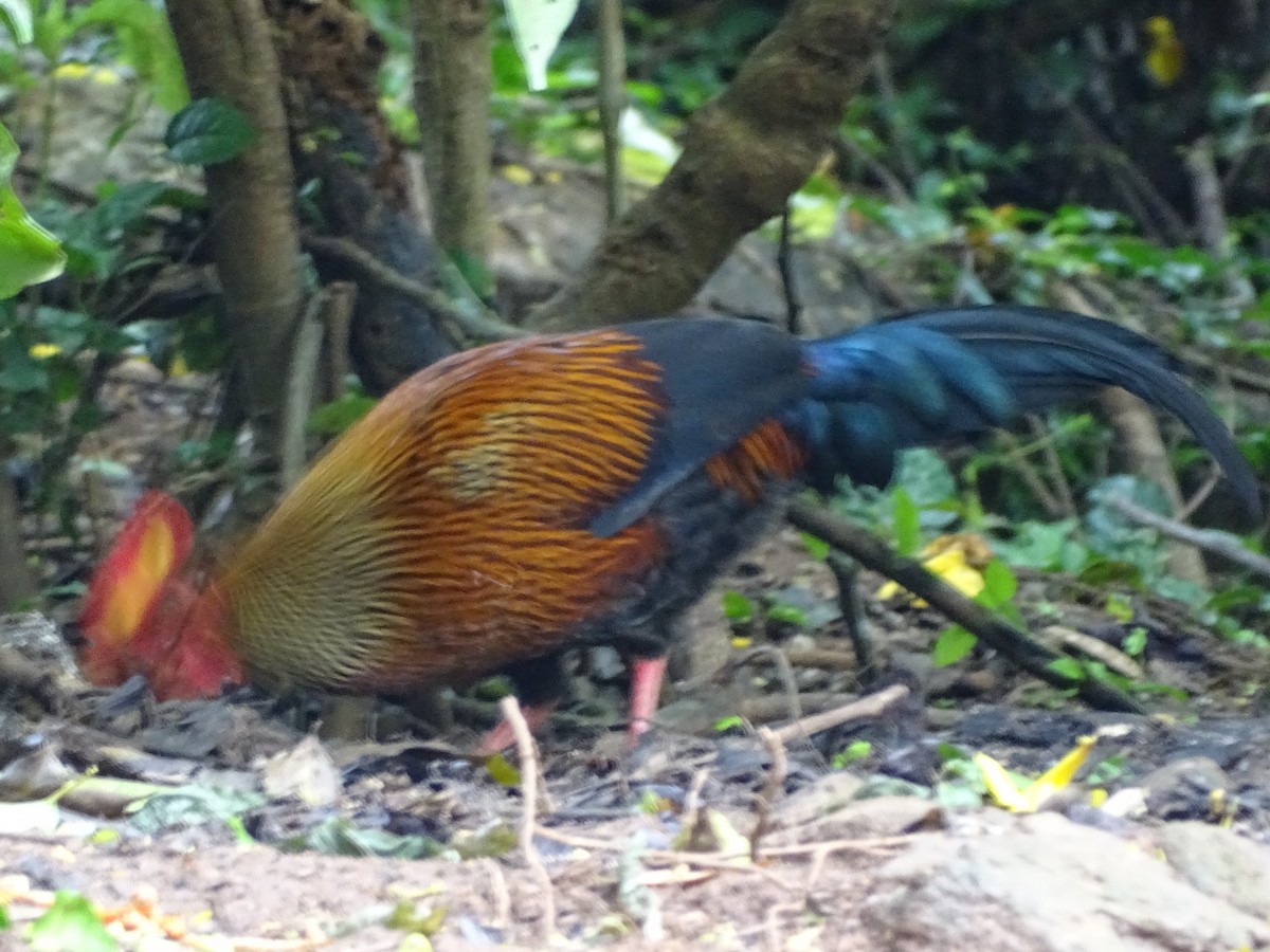 Sri Lanka Junglefowl - ML617596145