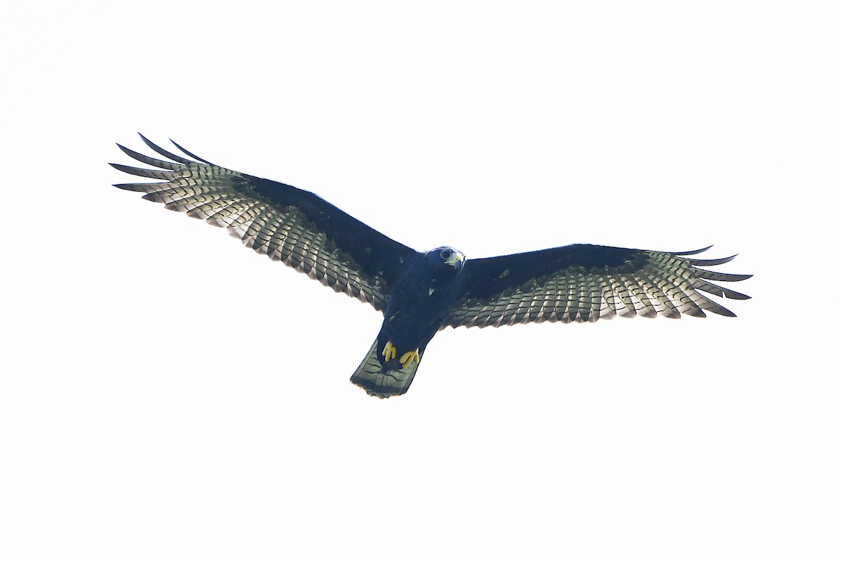 Zone-tailed Hawk - ML617596150