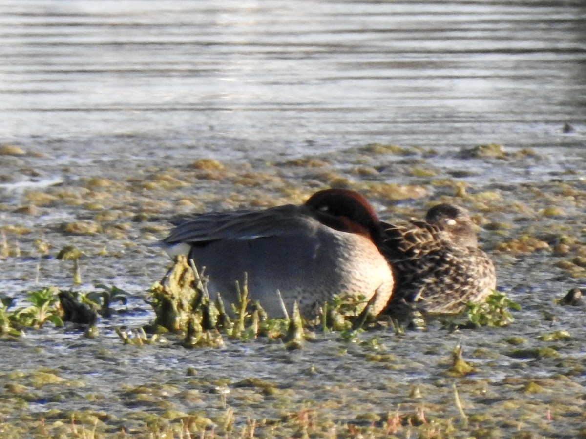 Green-winged Teal (Eurasian x American) - Alex Henry