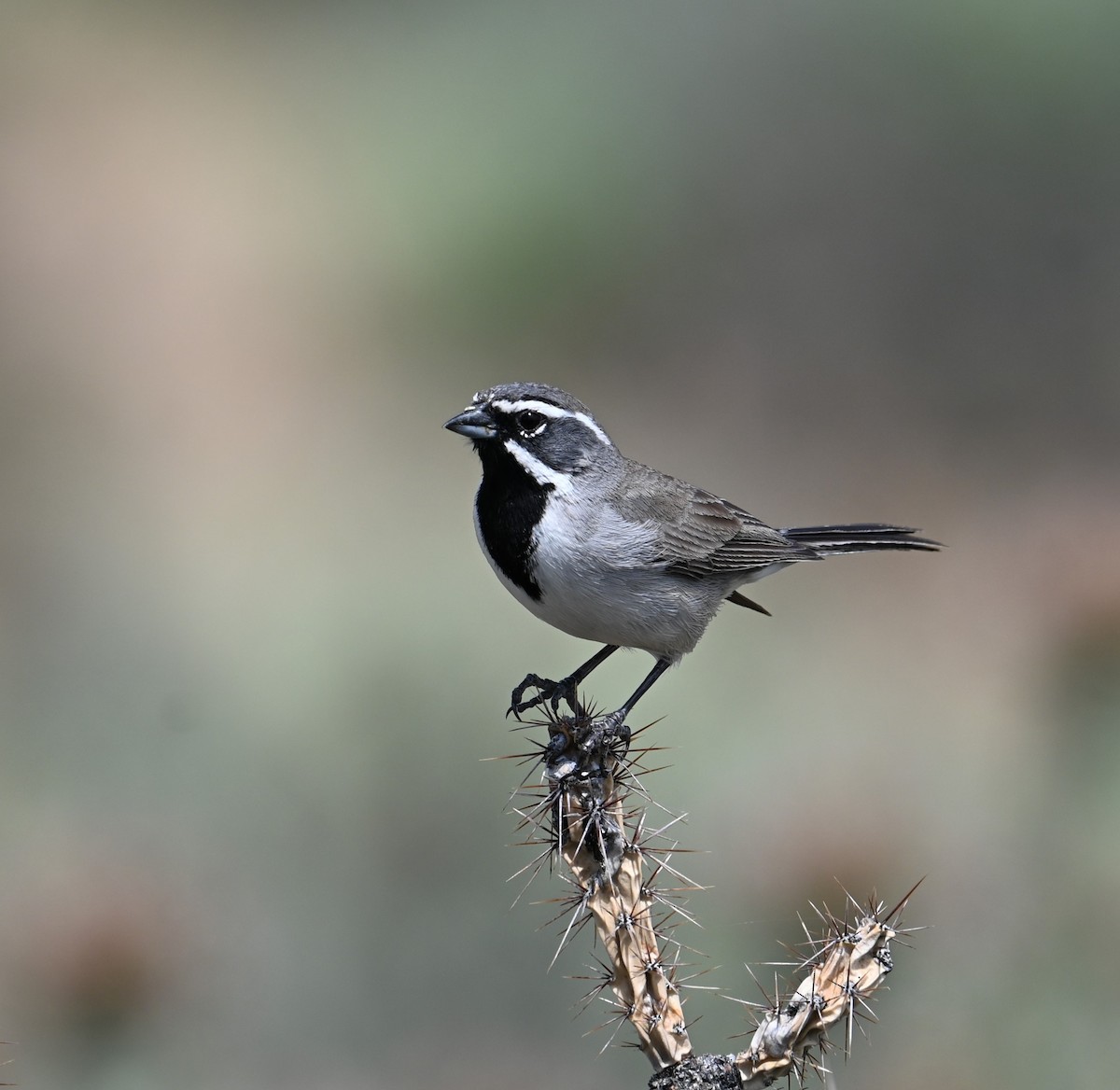 Black-throated Sparrow - ML617596175