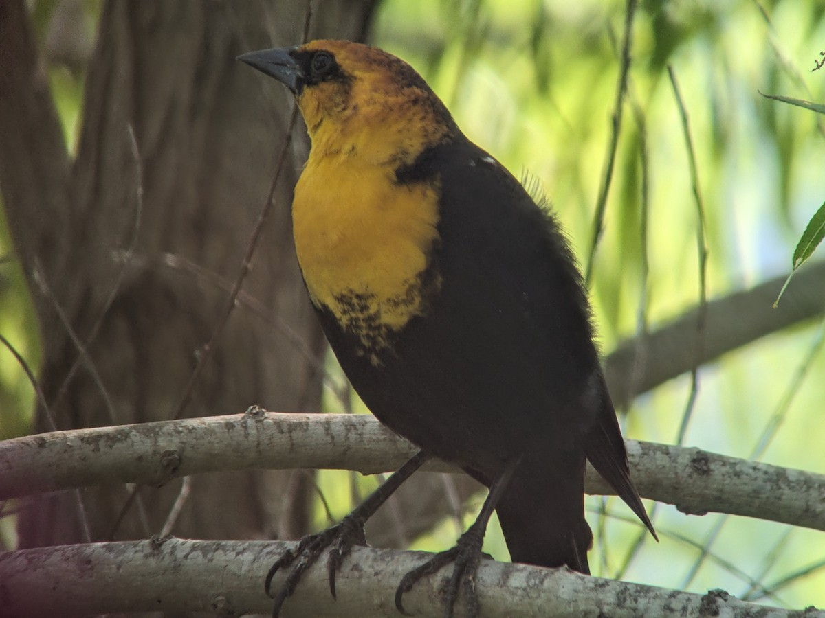 Yellow-headed Blackbird - ML617596176