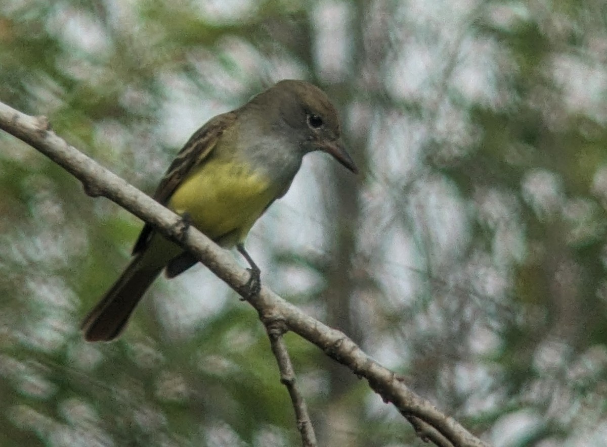 Great Crested Flycatcher - ML617596186