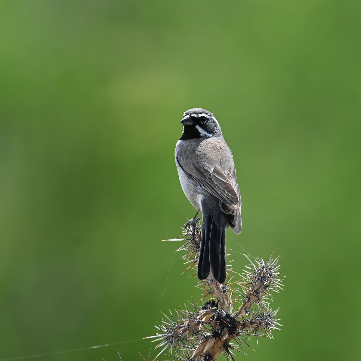 Black-throated Sparrow - ML617596222
