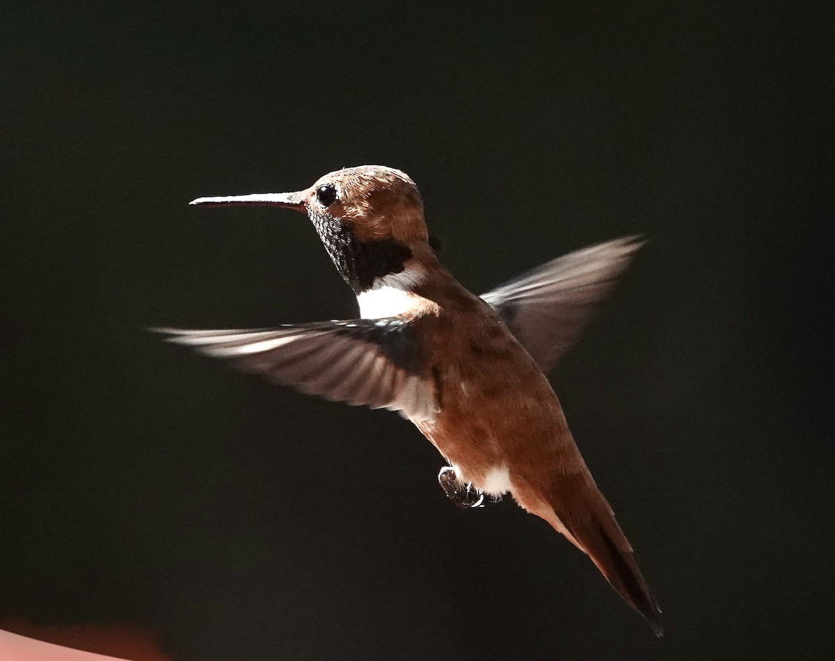 Rufous Hummingbird - ML617596312