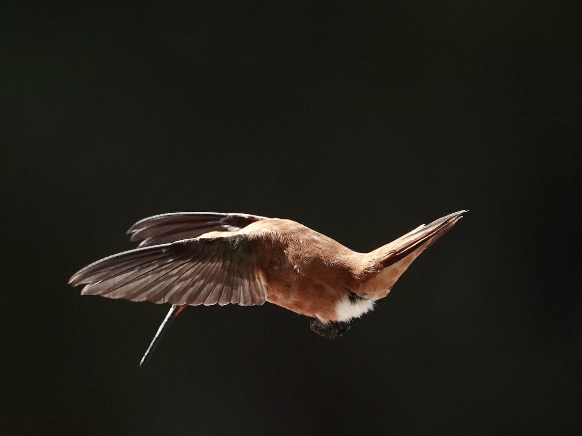 Rufous Hummingbird - ML617596313