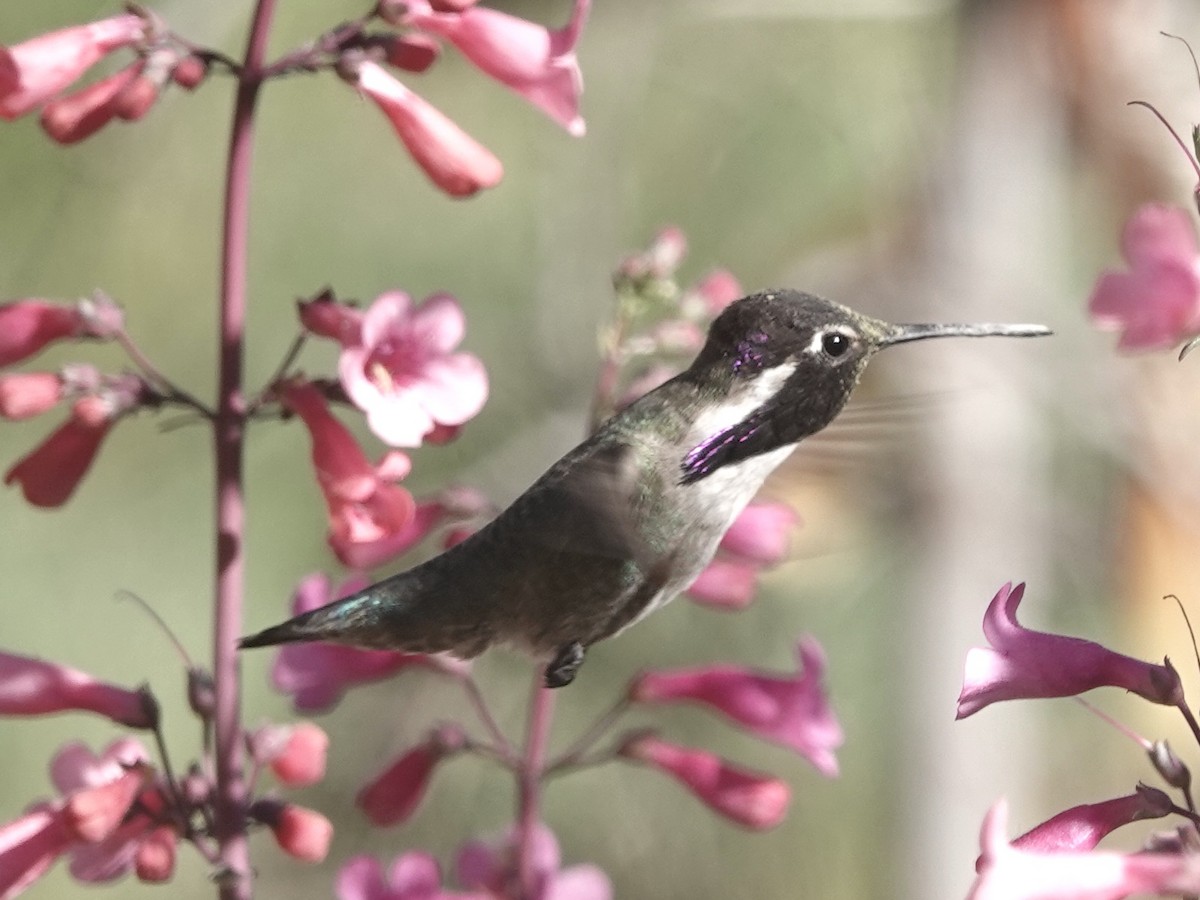 Costa's Hummingbird - Sharon Goldwasser