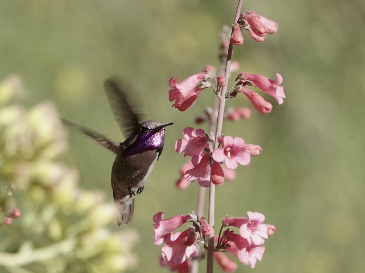 Costa's Hummingbird - Sharon Goldwasser