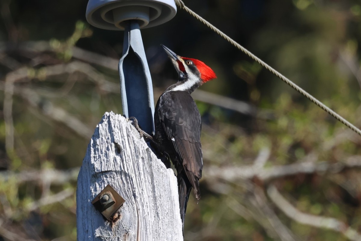 Pileated Woodpecker - Mari Petznek