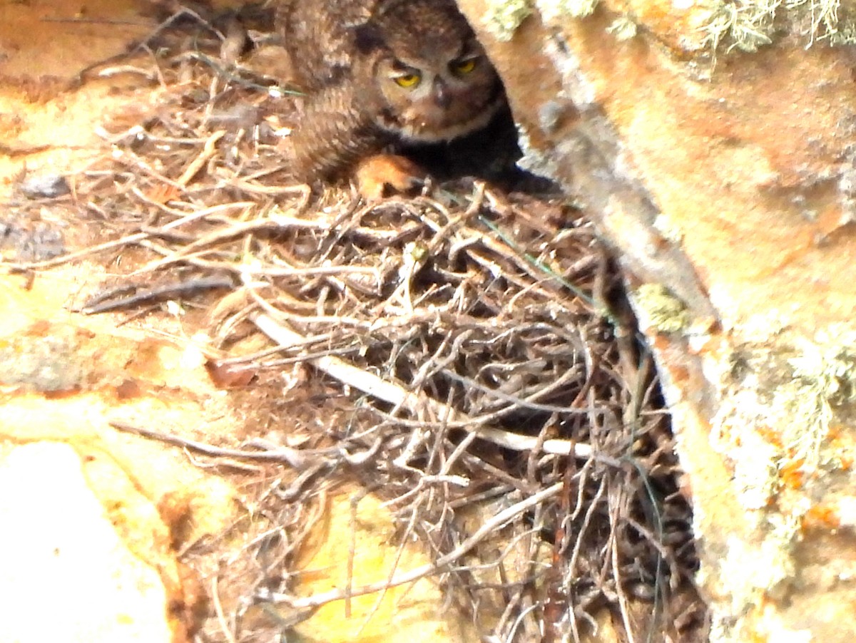 Great Horned Owl - ML617596359