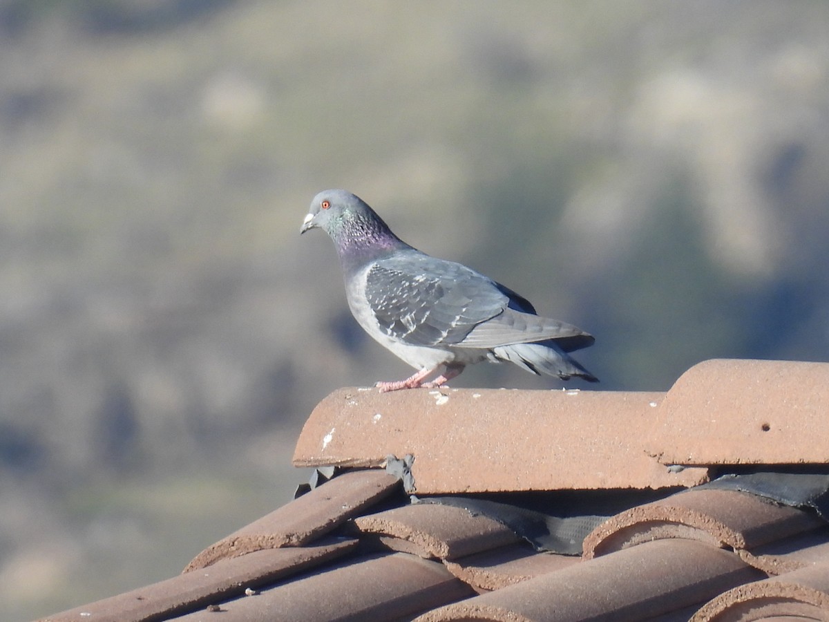 Rock Pigeon (Feral Pigeon) - ML617596383