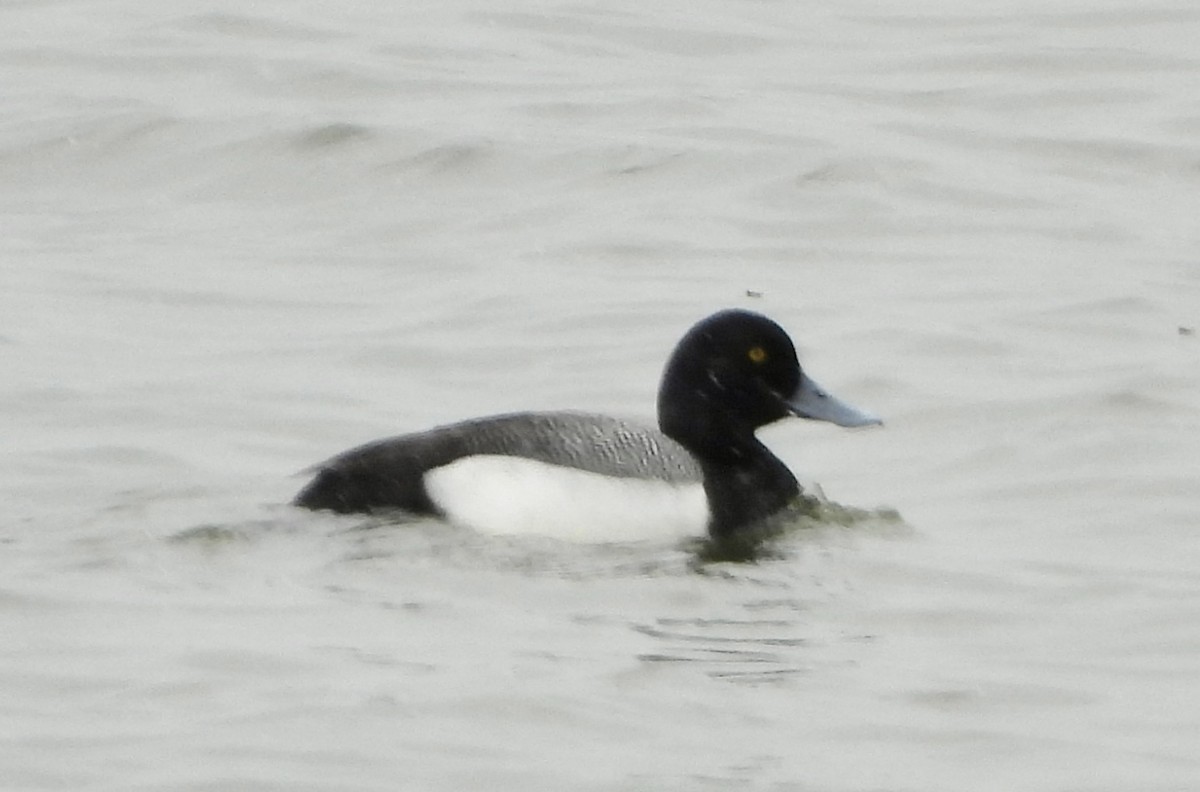 Greater Scaup - Carolyn Lueck