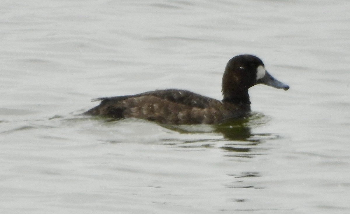 Greater Scaup - ML617596394