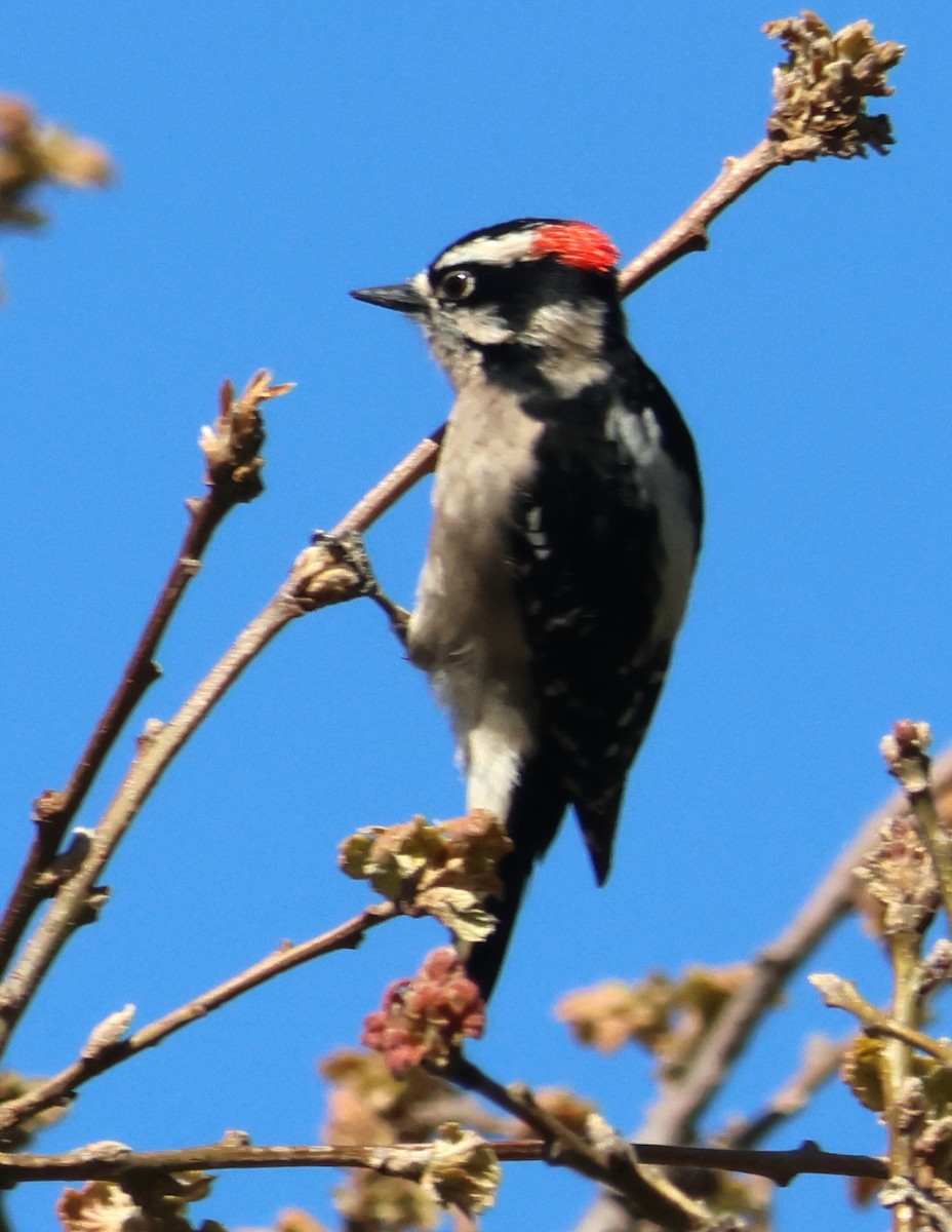 Downy Woodpecker - ML617596397