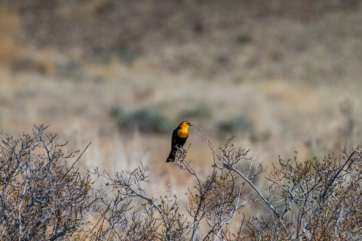 Yellow-headed Blackbird - ML617596399