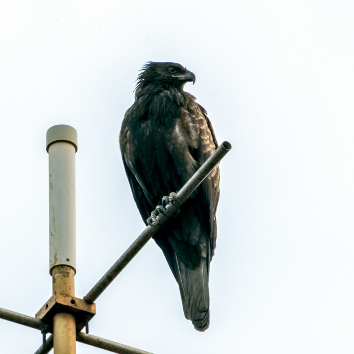 Black-breasted Kite - ML617596417