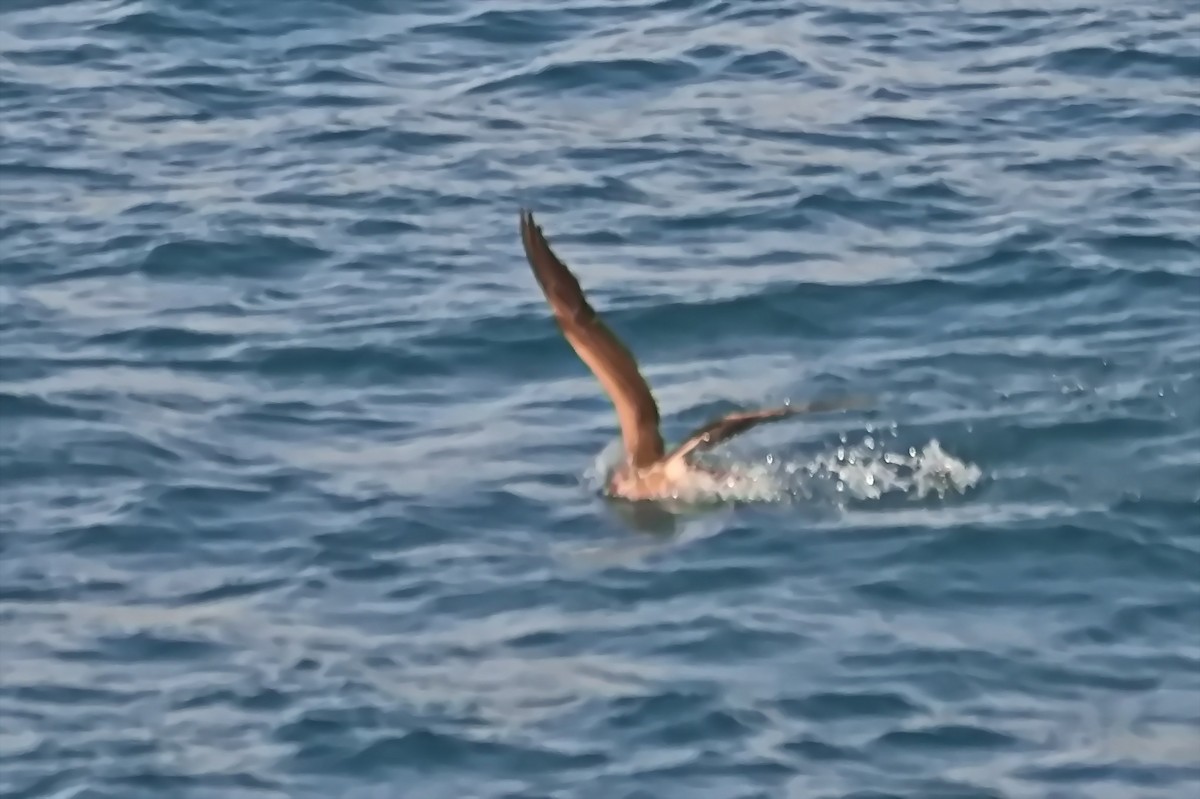 Brown Booby - ML617596459