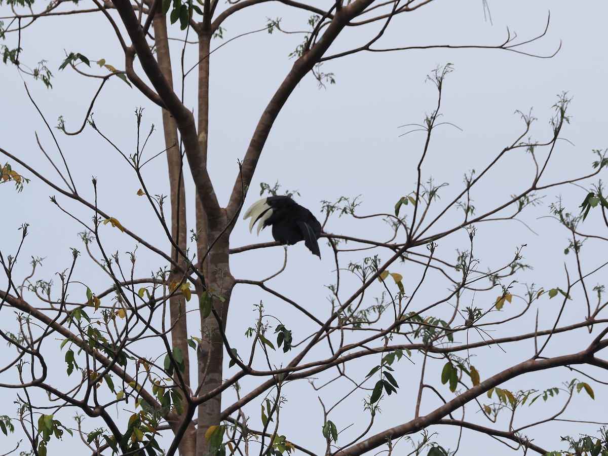 Птах-носоріг чорний - ML617596542