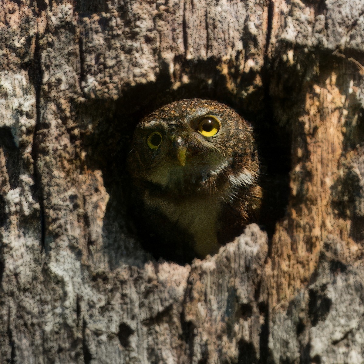 Costa Rican Pygmy-Owl - Thomas Burns
