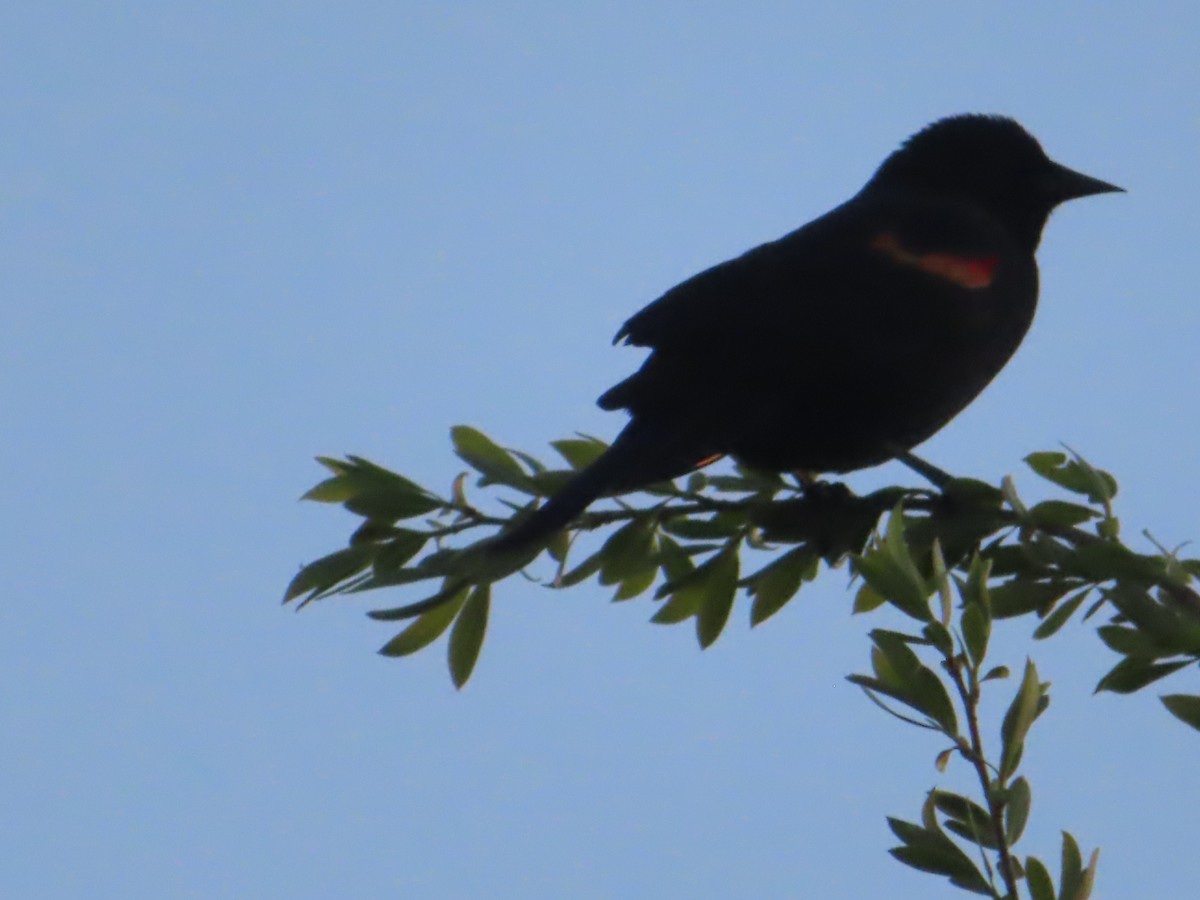 Red-winged Blackbird - ML617596587