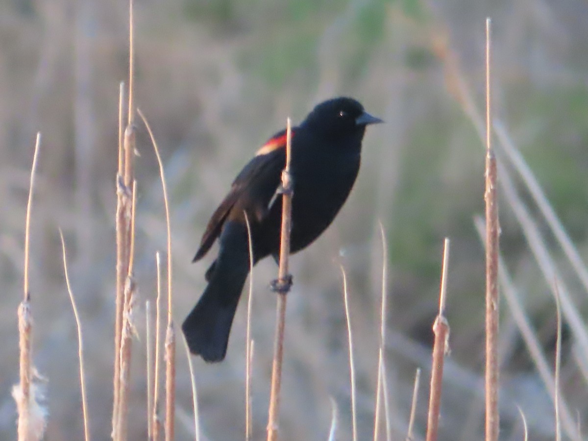 Red-winged Blackbird - ML617596588