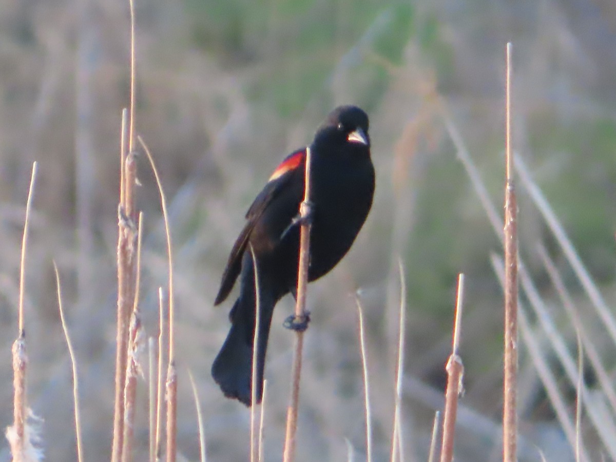 Red-winged Blackbird - ML617596589