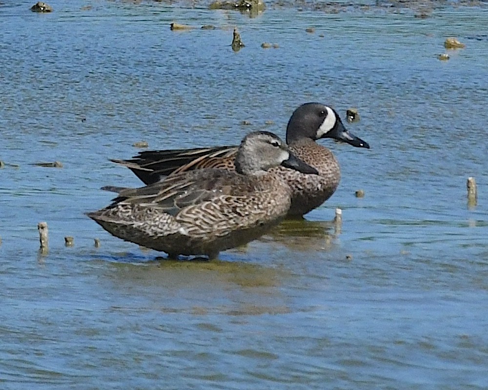 Blue-winged Teal - ML617596623