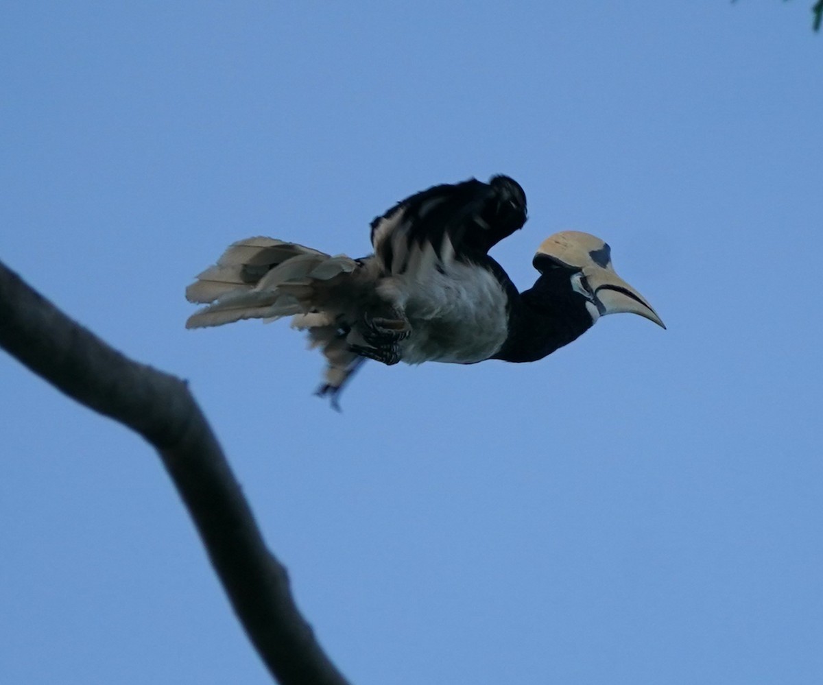 Oriental Pied-Hornbill - Keng Keok Neo