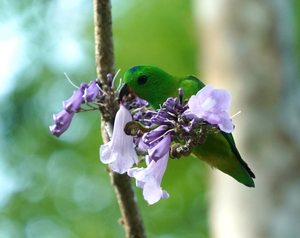 Blue-crowned Hanging-Parrot - ML617596646