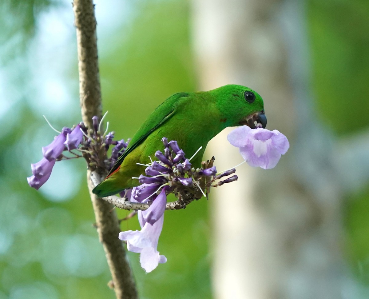 Blue-crowned Hanging-Parrot - ML617596647