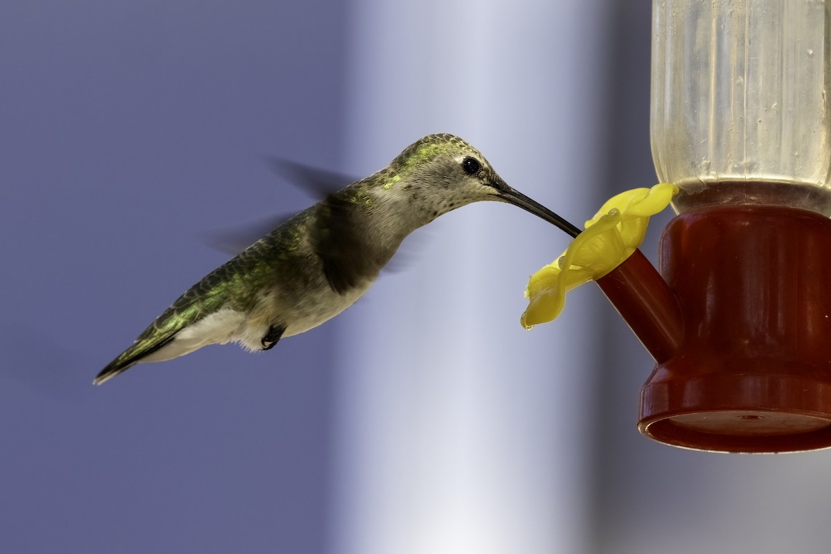 hummingbird sp. - Mel Green