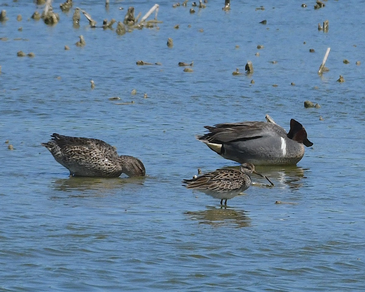 Green-winged Teal - ML617596675