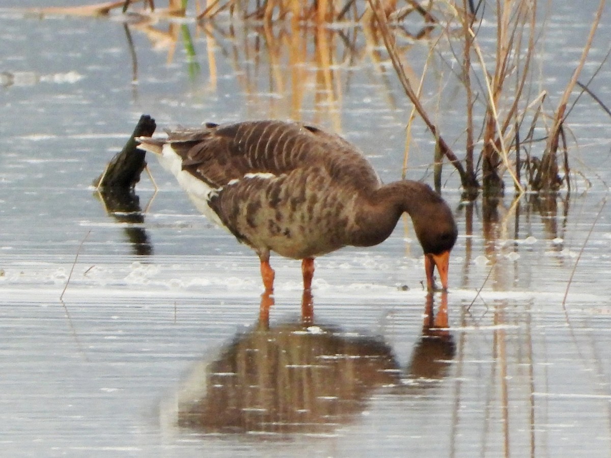 Greater White-fronted Goose - Mary Leigh