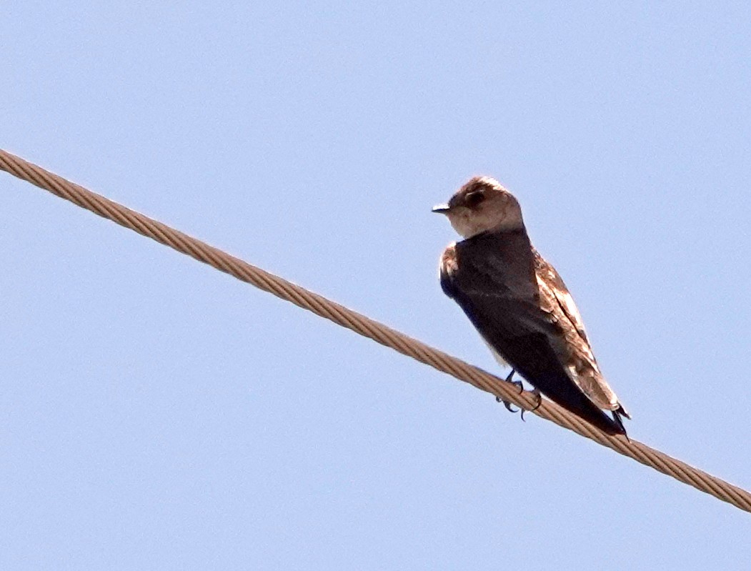 Northern Rough-winged Swallow - ML617596703