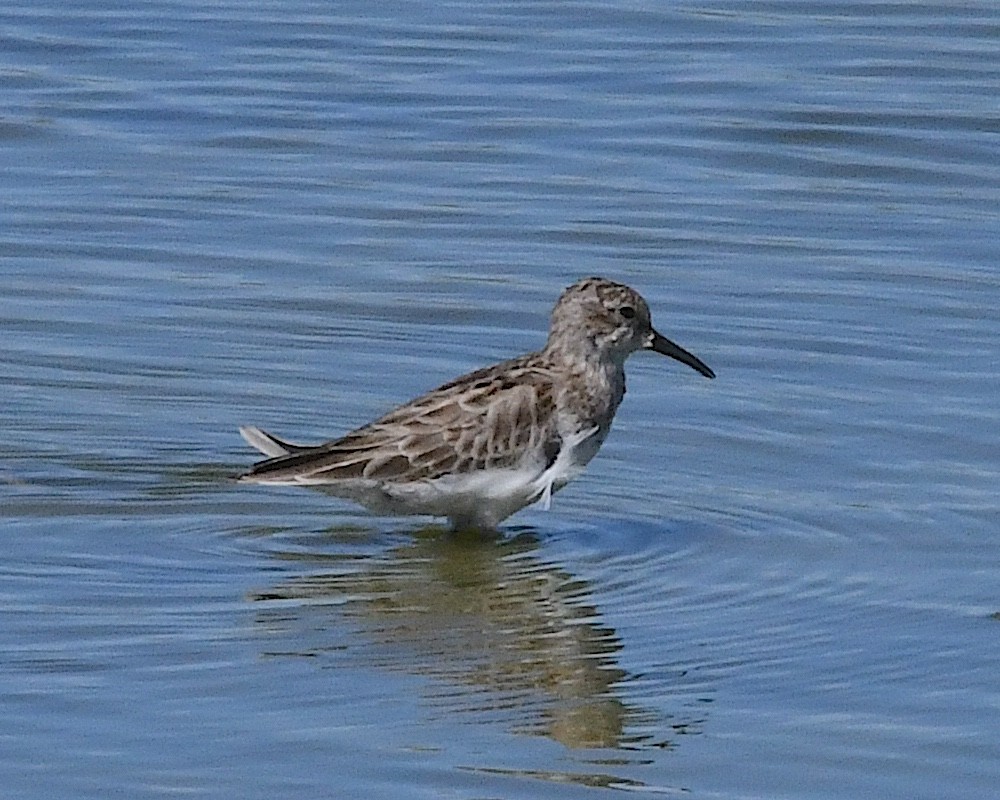 Least Sandpiper - Ted Wolff