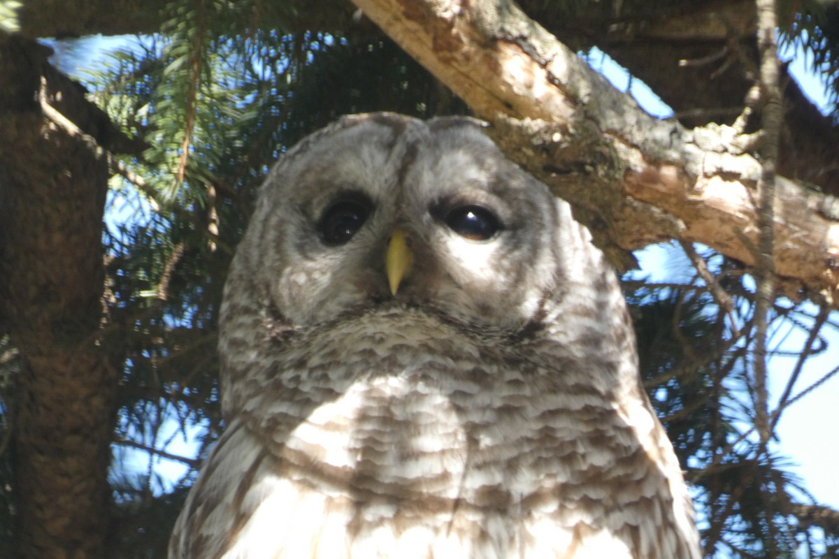 Barred Owl - Andrew Hillman