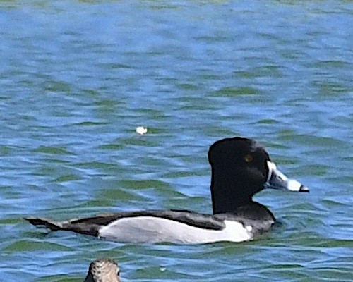Ring-necked Duck - ML617596858